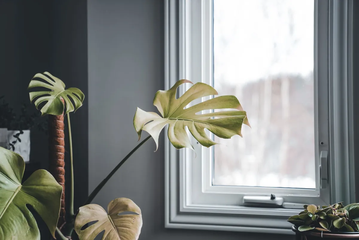 Plante Monstera deliciosa 1,20 m en pot — photo 1