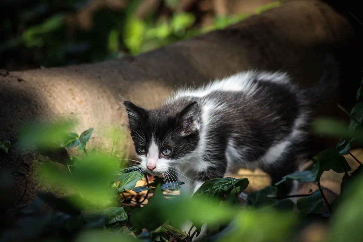 Garde de chats et visites à domicile – Saverne — photo 1