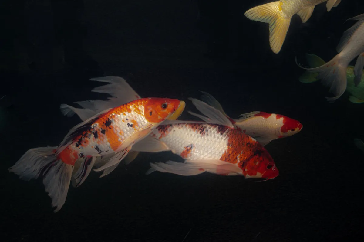 Aquarium 120 L complet avec meuble et filtration — photo 1