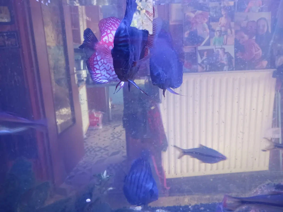 Poissons d’aquarium Discus et autres espèces — photo 1